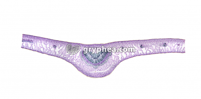 Feuille de Dicotylédone x5 - gryphea.org